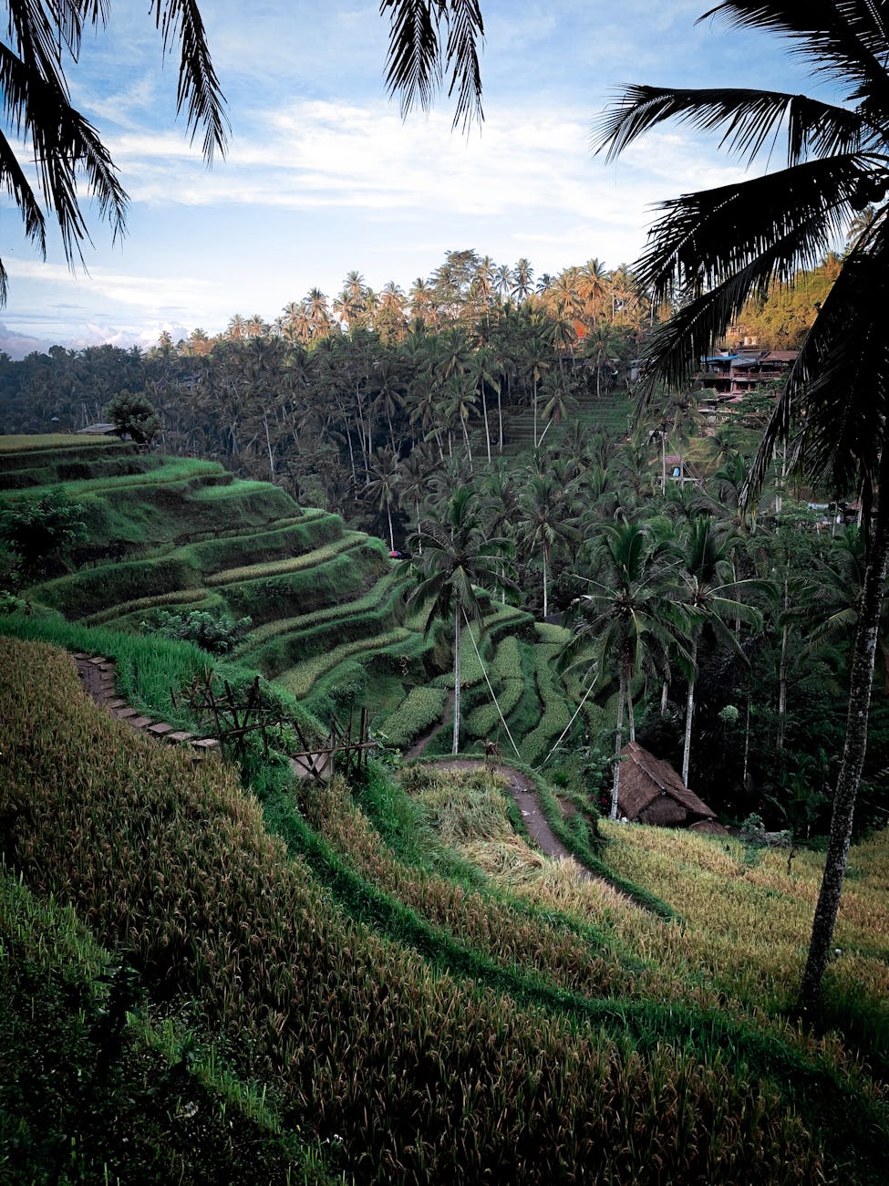 photo of rice terraces