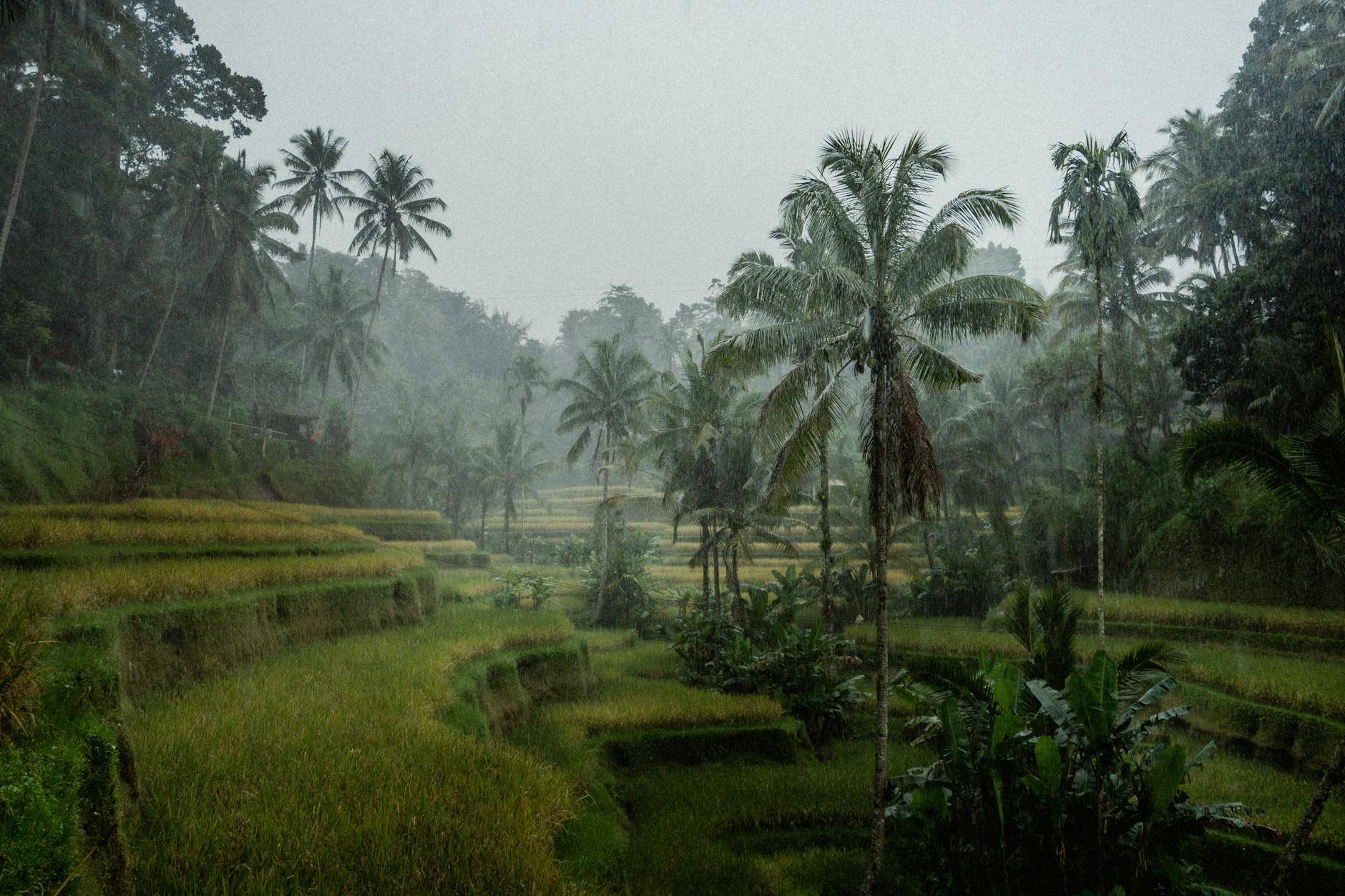 terraced fields surrounded by palm trees during heavy rain