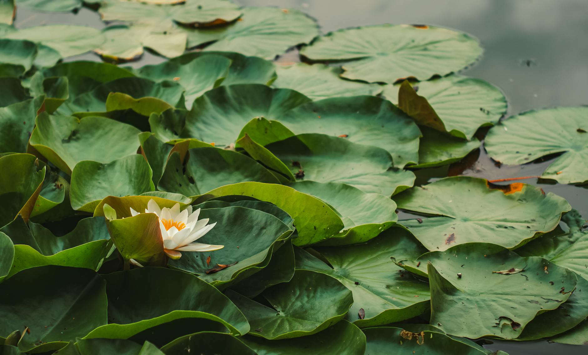 serene water lily amidst lush green lily pads